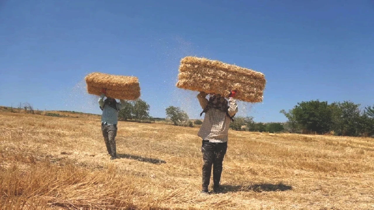 1500 Adet Yüküyle Sıcağa Direnen 5 Sağlam Adam! 40 Kilo Taşımanın Sırrı!
