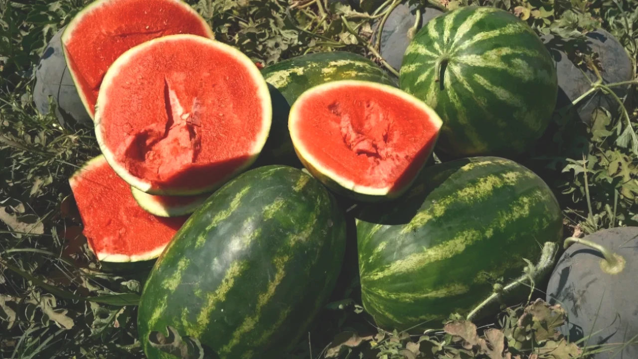 Karpuz Fiyatları Şaşırtıyor! Tarlada 30 Kuruş, Şehirde 9 Lira!