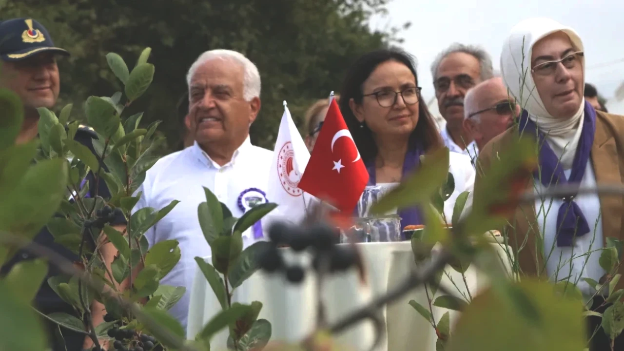 Yalova Aronyası'nda Hasat Dönemi! Coğrafi İşaretli Ürüne Yoğun Talep Var!