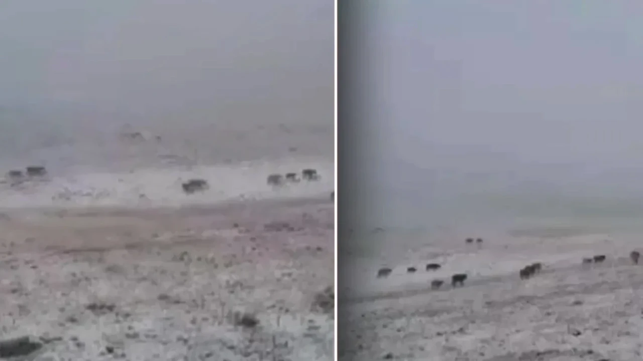 Erzurum'a Yılın İlk Karı Düştü! Şehir Beyaza Büründü, Kış Keyfi Başladı!